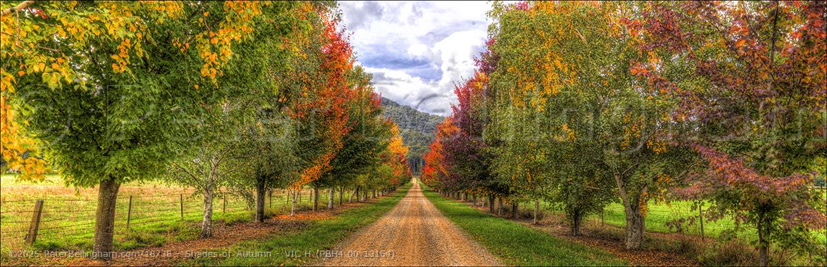 Peter Bellingham Photography Shades of Autumn - VIC H (PBH4 00 13164)